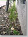DSC00457.JPG
